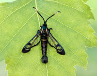 52.006 BF375 White-barred Clearwing Synanthedon spheciformis