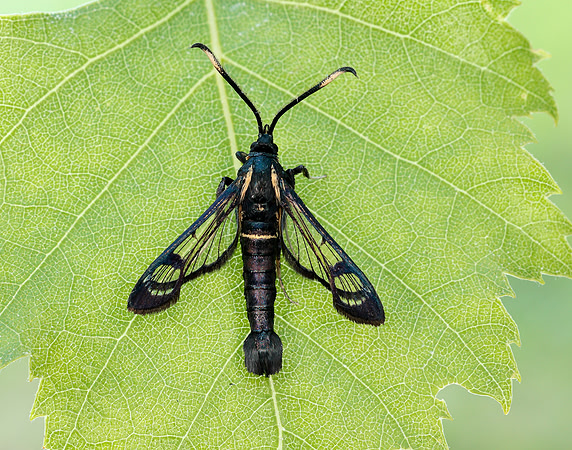 52.006 BF375 White-barred Clearwing Synanthedon spheciformis