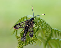 52.006 BF375 White-barred Clearwing Synanthedon spheciformis