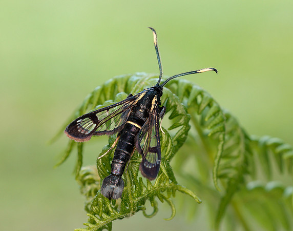 52.006 BF375 White-barred Clearwing Synanthedon spheciformis