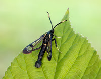 52.006 BF375 White-barred Clearwing Synanthedon spheciformis