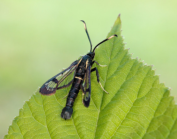 52.006 BF375 White-barred Clearwing Synanthedon spheciformis