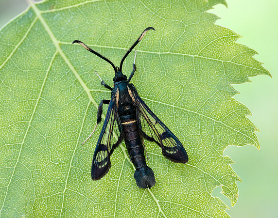 52.006 BF375 White-barred Clearwing Synanthedon spheciformis