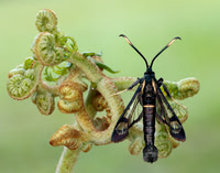 52.006 BF375 White-barred Clearwing Synanthedon spheciformis