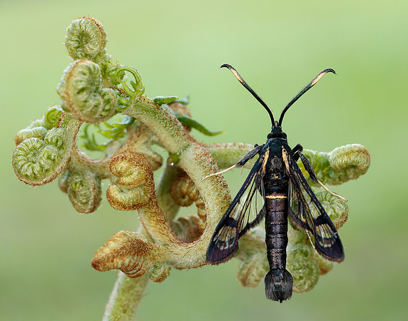 52.006 BF375 White-barred Clearwing Synanthedon spheciformis