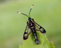 52.006 BF375 White-barred Clearwing Synanthedon spheciformis