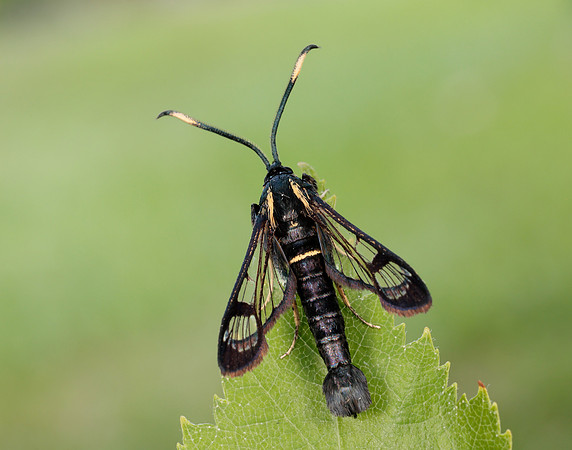 52.006 BF375 White-barred Clearwing Synanthedon spheciformis