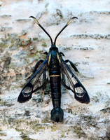 52.006 BF375 White-barred Clearwing Synanthedon spheciformis