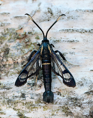 52.006 BF375 White-barred Clearwing Synanthedon spheciformis