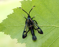 52.006 BF375 White-barred Clearwing Synanthedon spheciformis