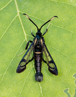 52.006 BF375 White-barred Clearwing Synanthedon spheciformis