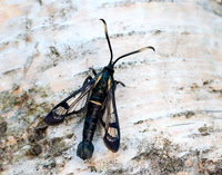 52.006 BF375 White-barred Clearwing Synanthedon spheciformis