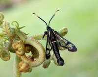 52.006 BF375 White-barred Clearwing Synanthedon spheciformis
