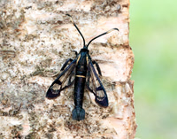 52.006 BF375 White-barred Clearwing Synanthedon spheciformis