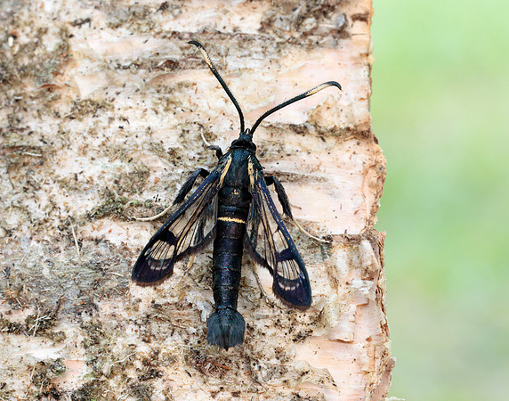 52.006 BF375 White-barred Clearwing Synanthedon spheciformis