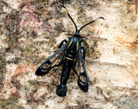 52.006 BF375 White-barred Clearwing Synanthedon spheciformis