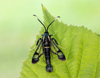 52.006 BF375 White-barred Clearwing Synanthedon spheciformis