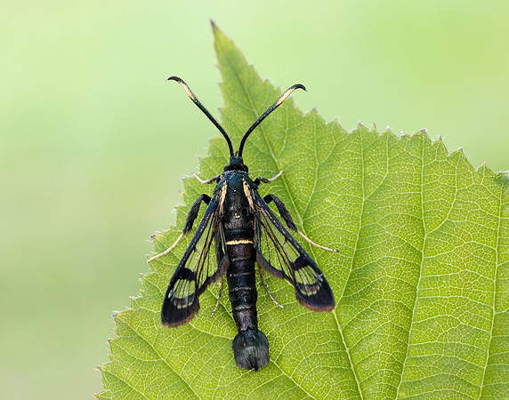 52.006 BF375 White-barred Clearwing Synanthedon spheciformis