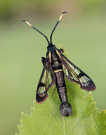 52.006 BF375 White-barred Clearwing Synanthedon spheciformis