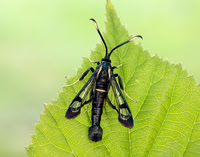 52.006 BF375 White-barred Clearwing Synanthedon spheciformis
