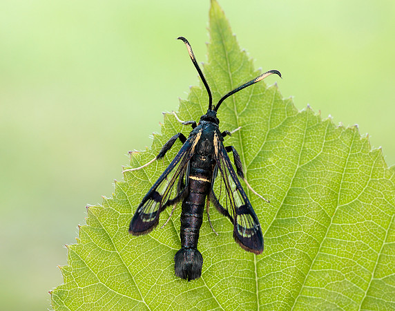 52.006 BF375 White-barred Clearwing Synanthedon spheciformis