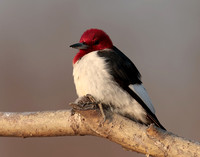 Red-headed Woodpecker Melanerpes erythrocephalus