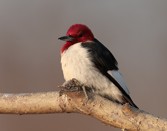 Red-headed Woodpecker Melanerpes erythrocephalus