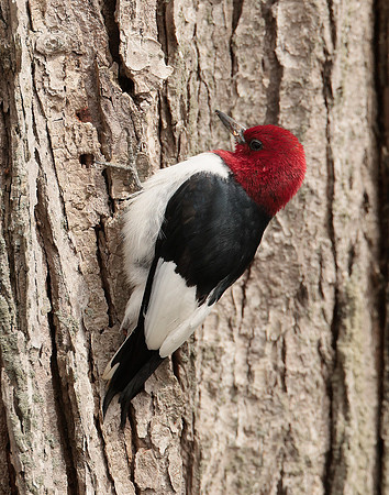 Red-headed Woodpecker Melanerpes erythrocephalus