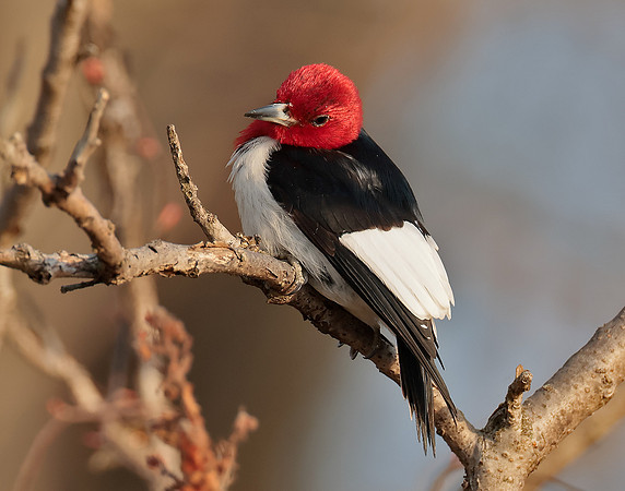Red-headed Woodpecker Melanerpes erythrocephalus