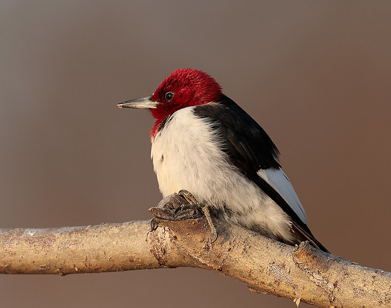 Red-headed Woodpecker Melanerpes erythrocephalus