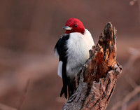 Red-headed Woodpecker Melanerpes erythrocephalus