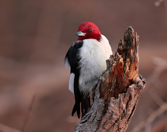 Red-headed Woodpecker Melanerpes erythrocephalus