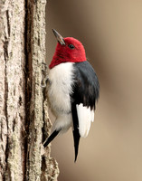 Red-headed Woodpecker Melanerpes erythrocephalus