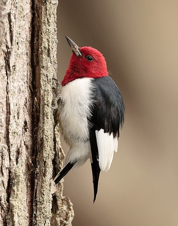Red-headed Woodpecker Melanerpes erythrocephalus