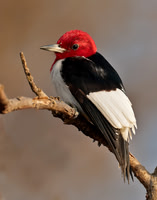 Red-headed Woodpecker Melanerpes erythrocephalus