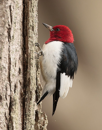 Red-headed Woodpecker Melanerpes erythrocephalus