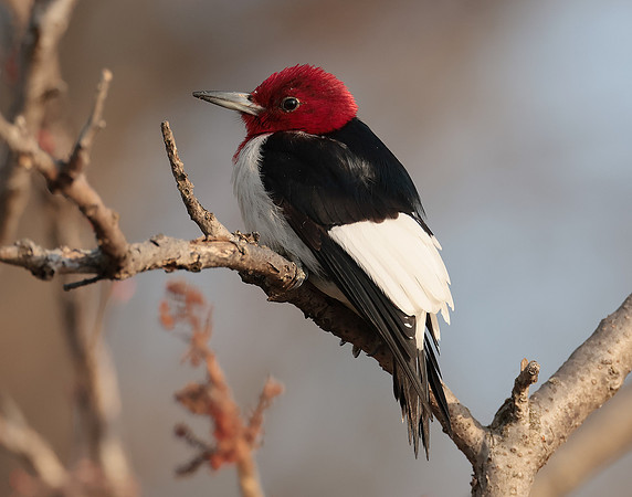 Red-headed Woodpecker Melanerpes erythrocephalus