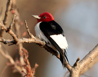 Red-headed Woodpecker Melanerpes erythrocephalus