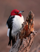 Red-headed Woodpecker Melanerpes erythrocephalus