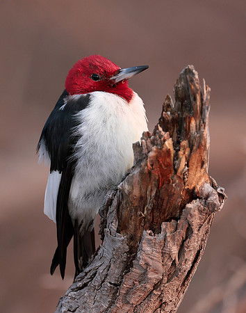 Red-headed Woodpecker Melanerpes erythrocephalus