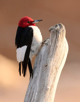 Red-headed Woodpecker Melanerpes erythrocephalus