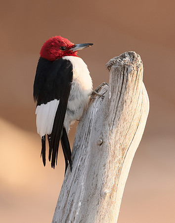 Red-headed Woodpecker Melanerpes erythrocephalus