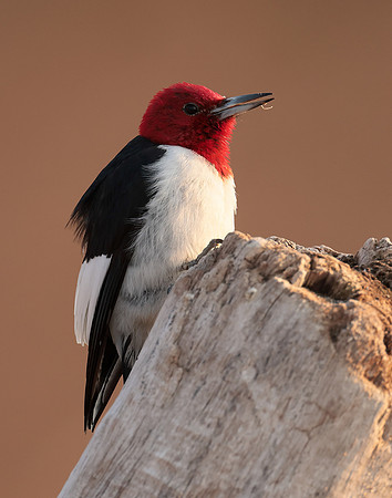 Red-headed Woodpecker Melanerpes erythrocephalus