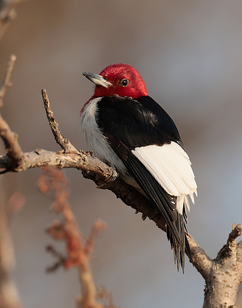 Red-headed Woodpecker Melanerpes erythrocephalus