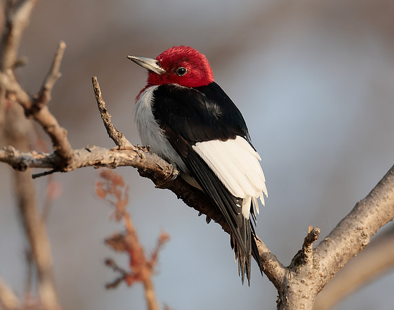 Red-headed Woodpecker Melanerpes erythrocephalus