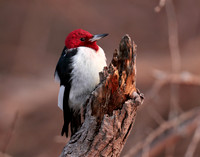 Red-headed Woodpecker Melanerpes erythrocephalus