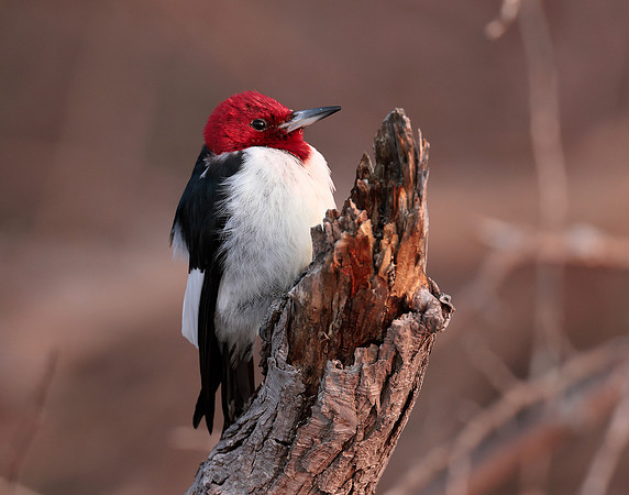 Red-headed Woodpecker Melanerpes erythrocephalus