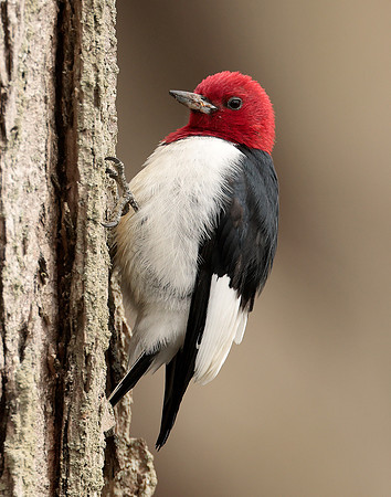 Red-headed Woodpecker Melanerpes erythrocephalus