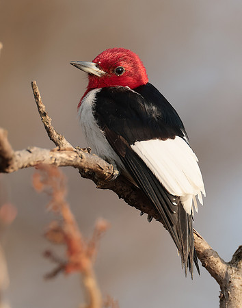 Red-headed Woodpecker Melanerpes erythrocephalus