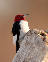 Red-headed Woodpecker Melanerpes erythrocephalus